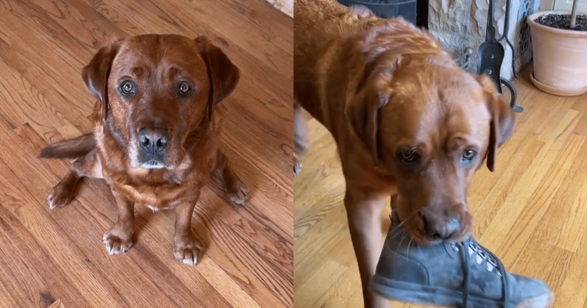 Service Dog “Dropout” Shines With a Special Skill for Helping Mom