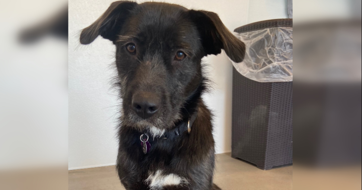 After Running Loose For Months, Lilly Is Safe Thanks To Your Help!