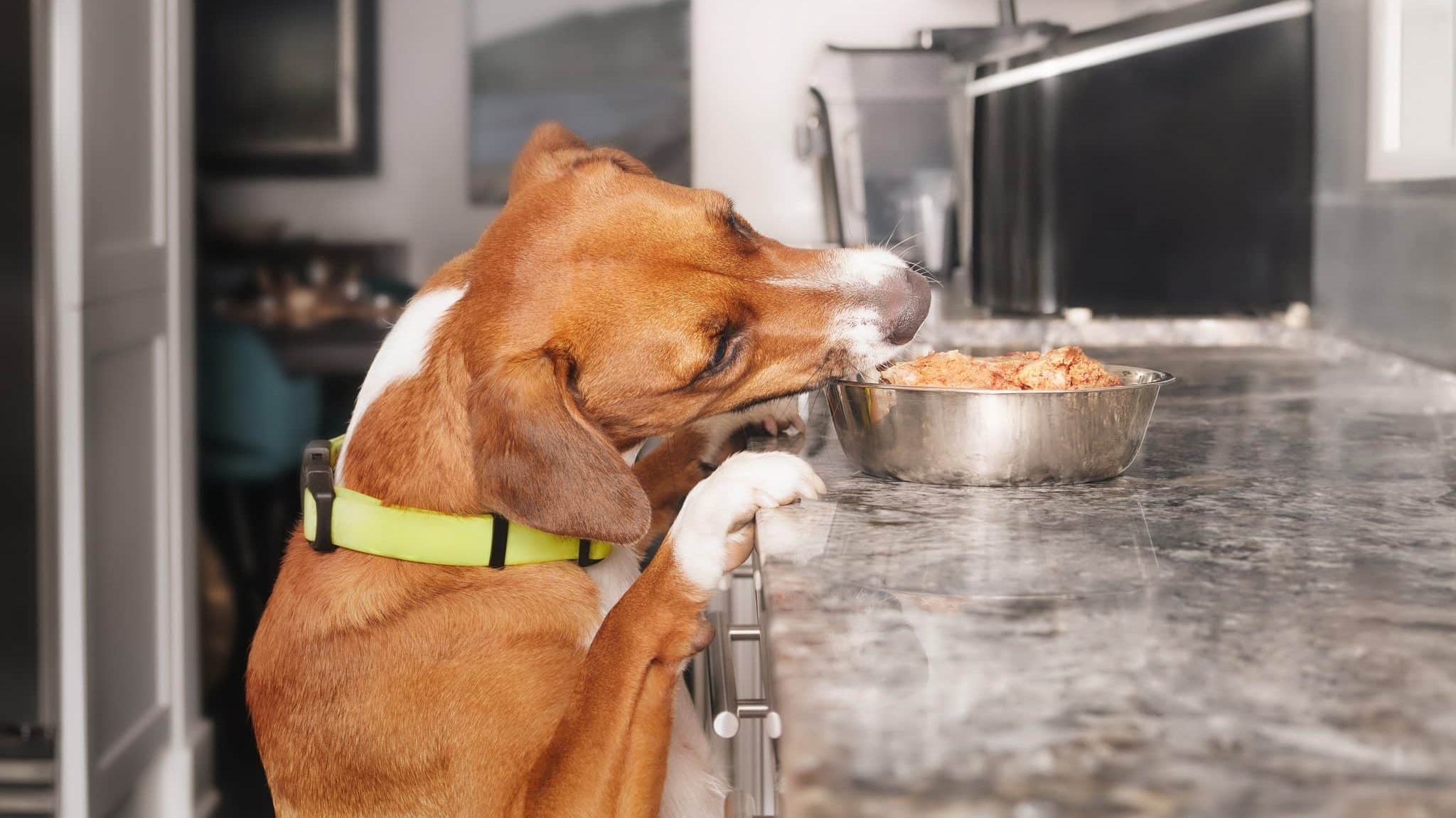 Top Picks: Dog Foods Your Pup Will Love!
