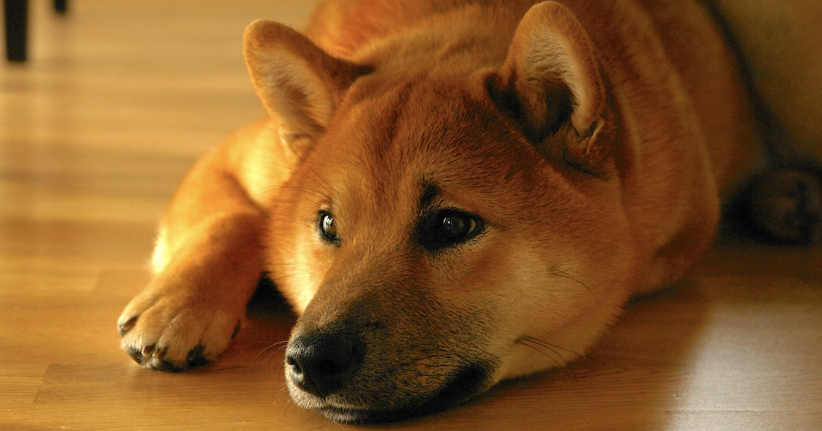 MSM For Dogs: Discover How It Can Bring Relief To Aging Canines