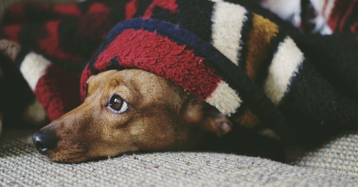 Melatonin For Dogs: Discover The Potentially Life-Changing Benefits