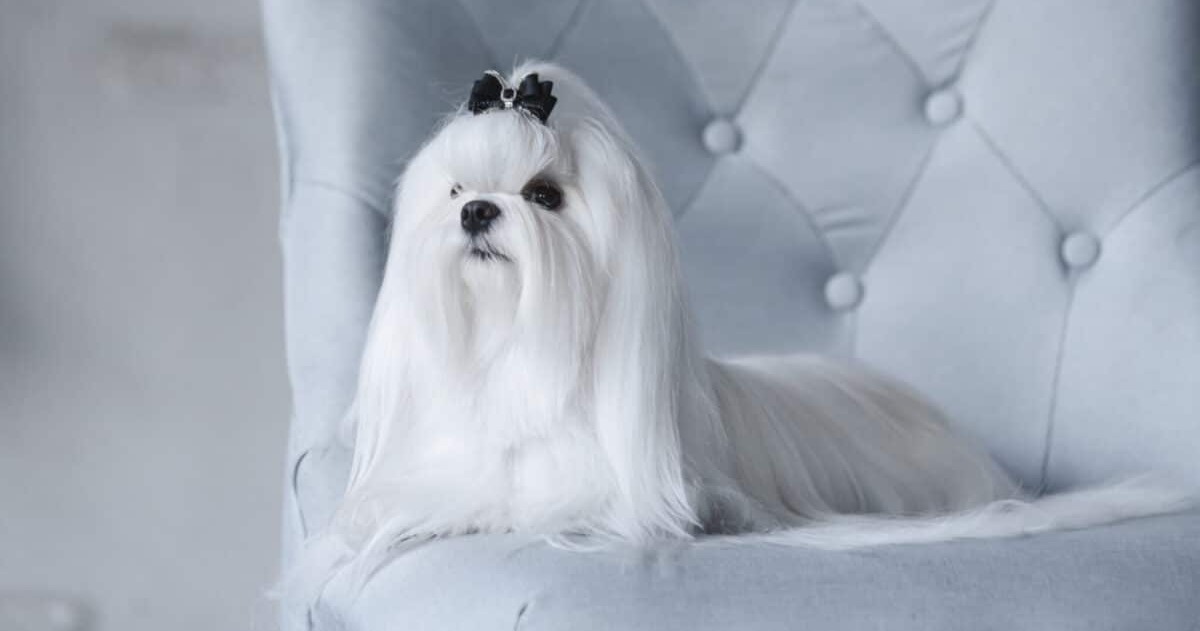 23 Cleanest Dog Breeds For Owners Who Like A Tidy House