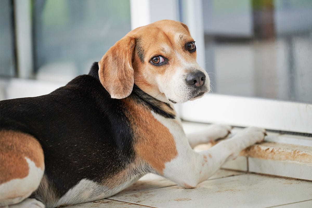 13 Dramatic Dog Breeds Always Giving Side-Eye And Sass
