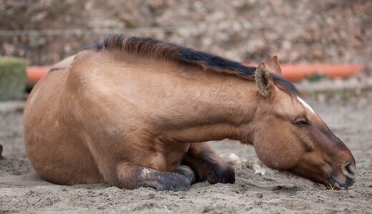 26 Animals Were Left to Suffer in Filth and Starvation