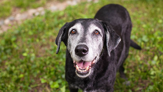 Free Product! Proven Supplements Just For Senior Dogs