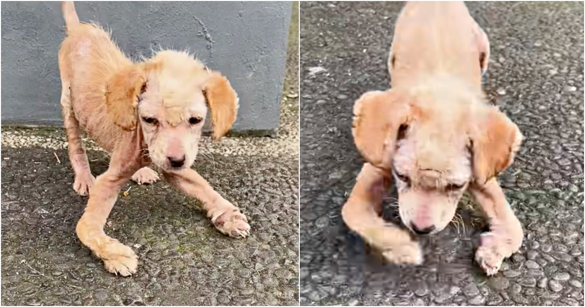 Sickly Puppy Crawled To Woman With Deformed Legs Desperate For Relief