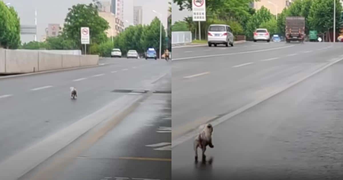 Left Behind and Heartbroken, She Refused to Stop Chasing Their Car