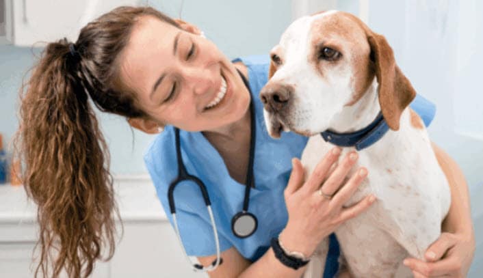 Your Dog Will Love This Vet-Approved Dental Recovery Hack