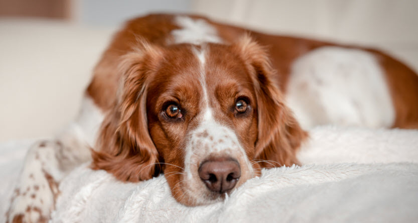 10 Best Products To Help Calm Your Dog