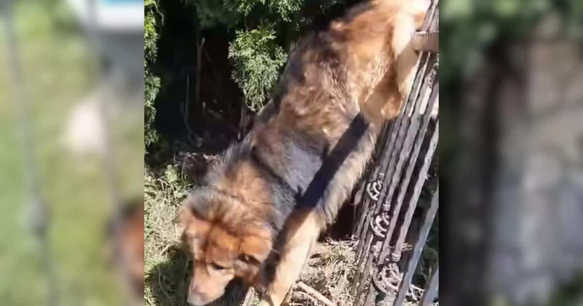 After a Horrific Injury, This Dog’s Recovery Is Nothing Short of Inspiring