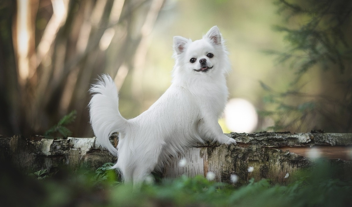11 Diva Dog Breeds That Act Like They’re Born For The Camera