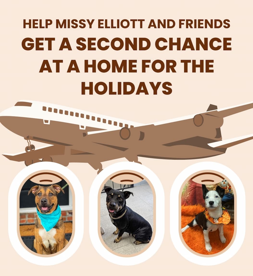 HELP MISSY ELLIOTT AND FRIENDS GET A SECOND CHANCE AT A HOME FOR THE HOLIDAYS