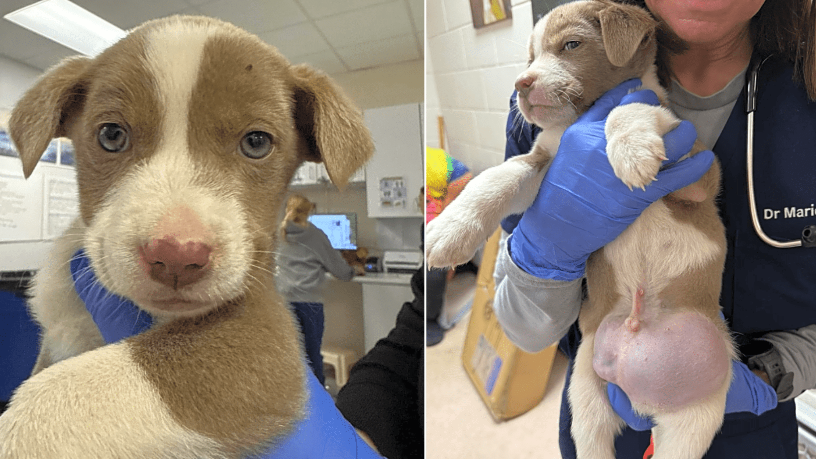 Linus Needs Help Healing From A Broken Pelvis & Neurological Issue