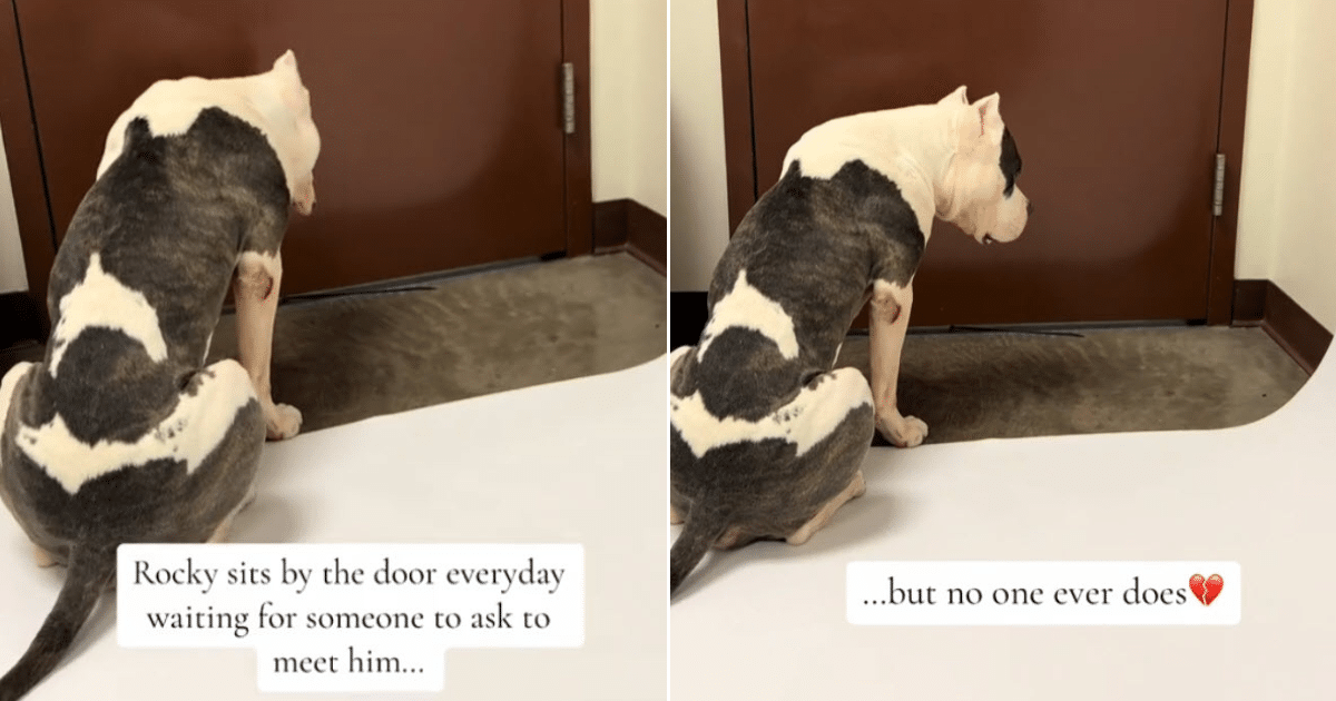 Senior Dog Waits At Shelter Door As Euthanasia Deadline Approaches