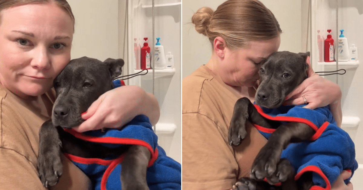 Frightened Shelter Puppy Shakes in Foster Mom’s Arms as Her Story Touches Millions
