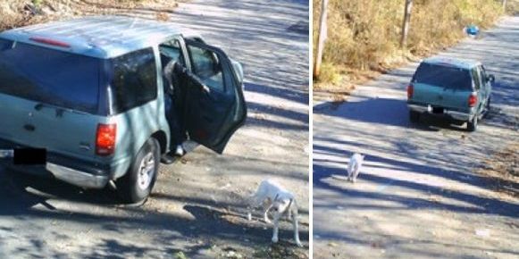 Dog Dumped By Owner Is Adopted 30 Minutes After Rescue