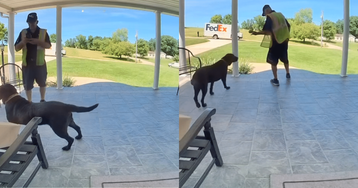 Doorbell Cam Catches Labrador’s Adorable Greeting to FedEx Driver