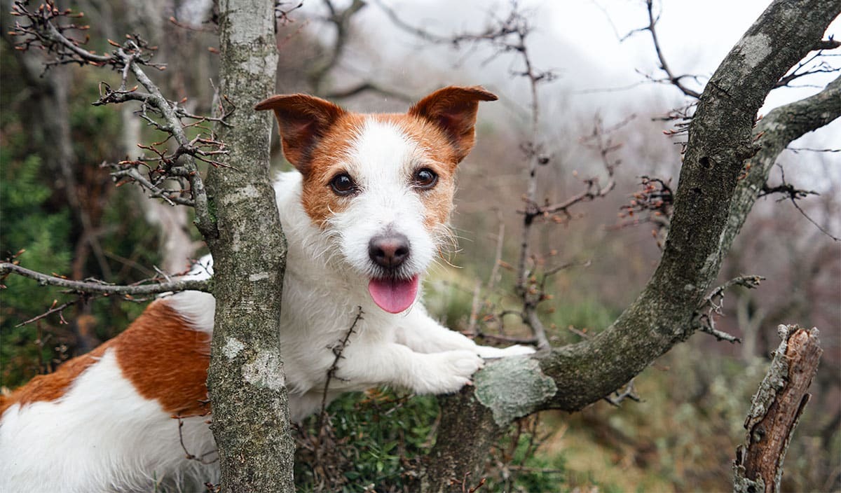 11 Busy Dog Breeds That Love To Climb, Jump, And Explore