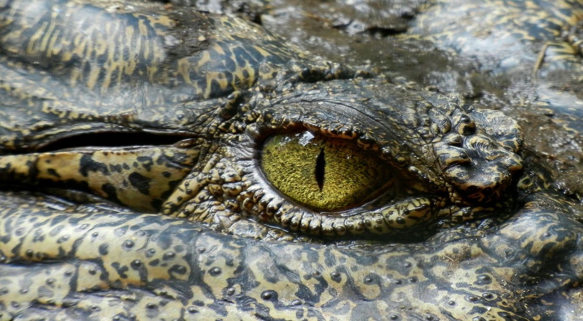 Woman And Dog Pulled Underwater by Alligator While Swimming