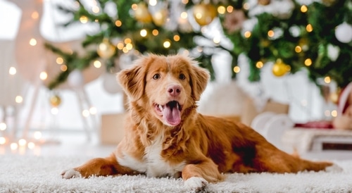Make Their Tails Wag: The Dog Lover’s Holiday Gift Guide