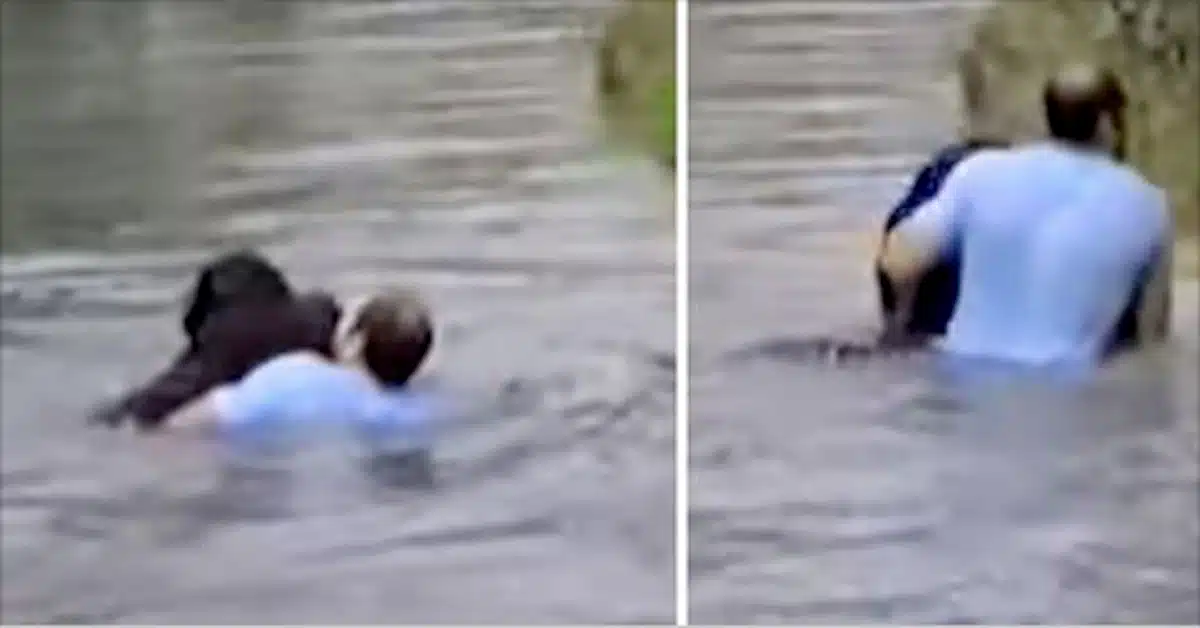 Zoo Staff Refused To Save Drowning Chimp, Suddenly Man Jumps Into Enclosure