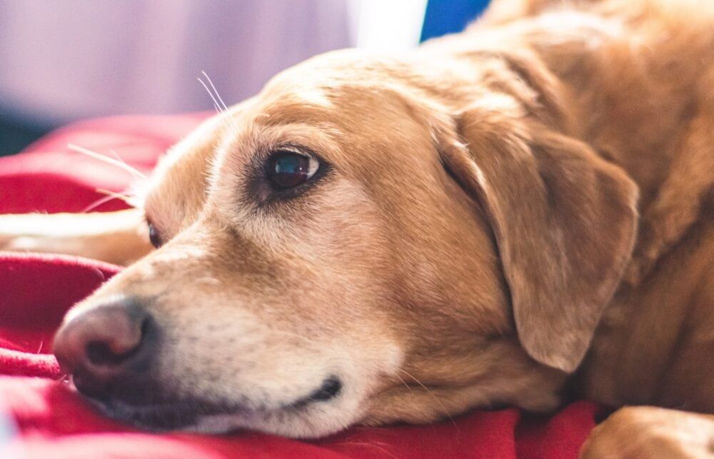 My dog was limping and in pain.Vet couldn’t help. I found CBD and WOW.