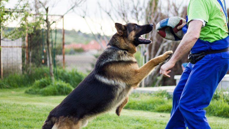 8 Best Dog Breeds To Protect Against Burglars