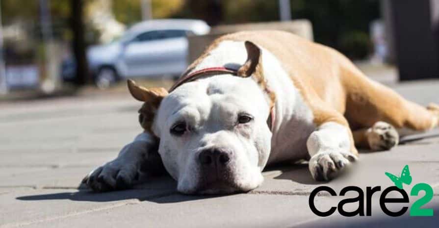 Cats As Live Bait to Choking Dogs? Why Wasn't He Stopped Sooner?