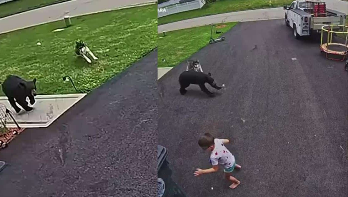 Security Camera Captures the Moment Family Dog Chases Off Bear Charging Young Boy