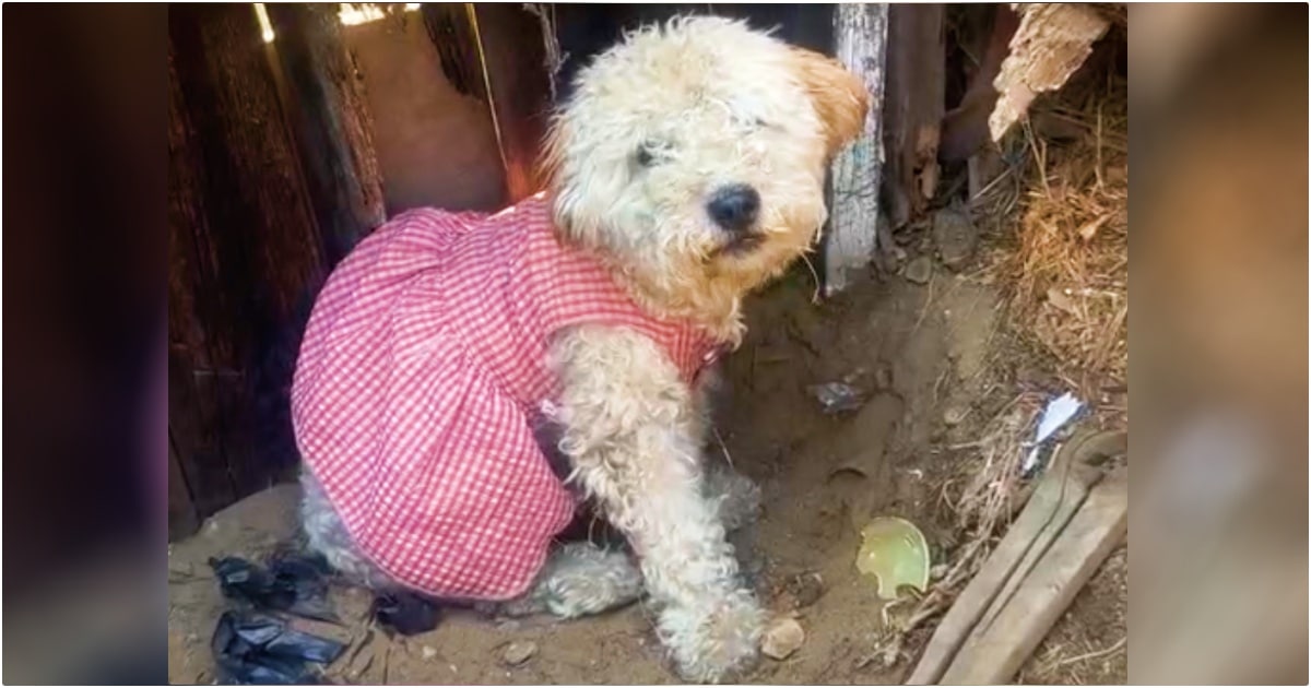 Poodle In Dirty Pink Dress Sat In Same Spot She Last Saw Her Family