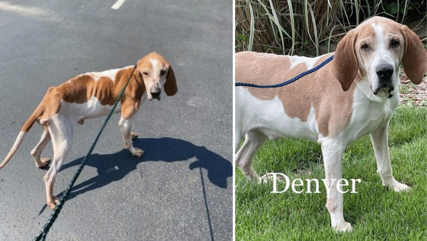 Sad And Abandoned “Skeleton” Dog Is So Full Of Life Now