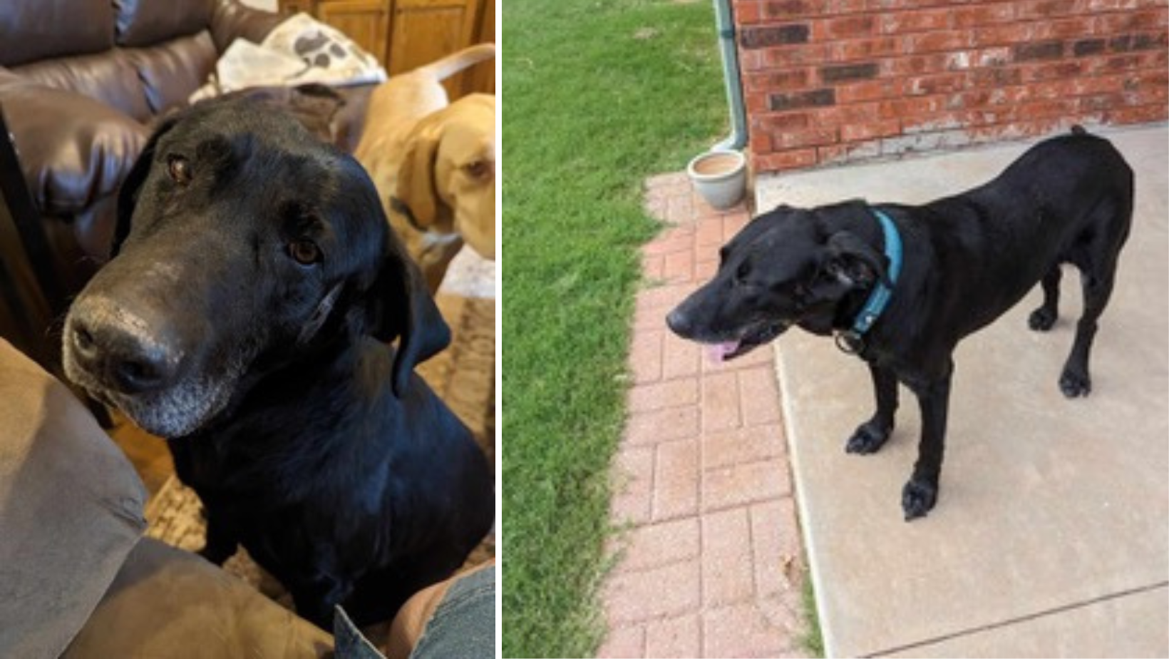 Senior Dog Newton Needs Surgery To Ease His Pain