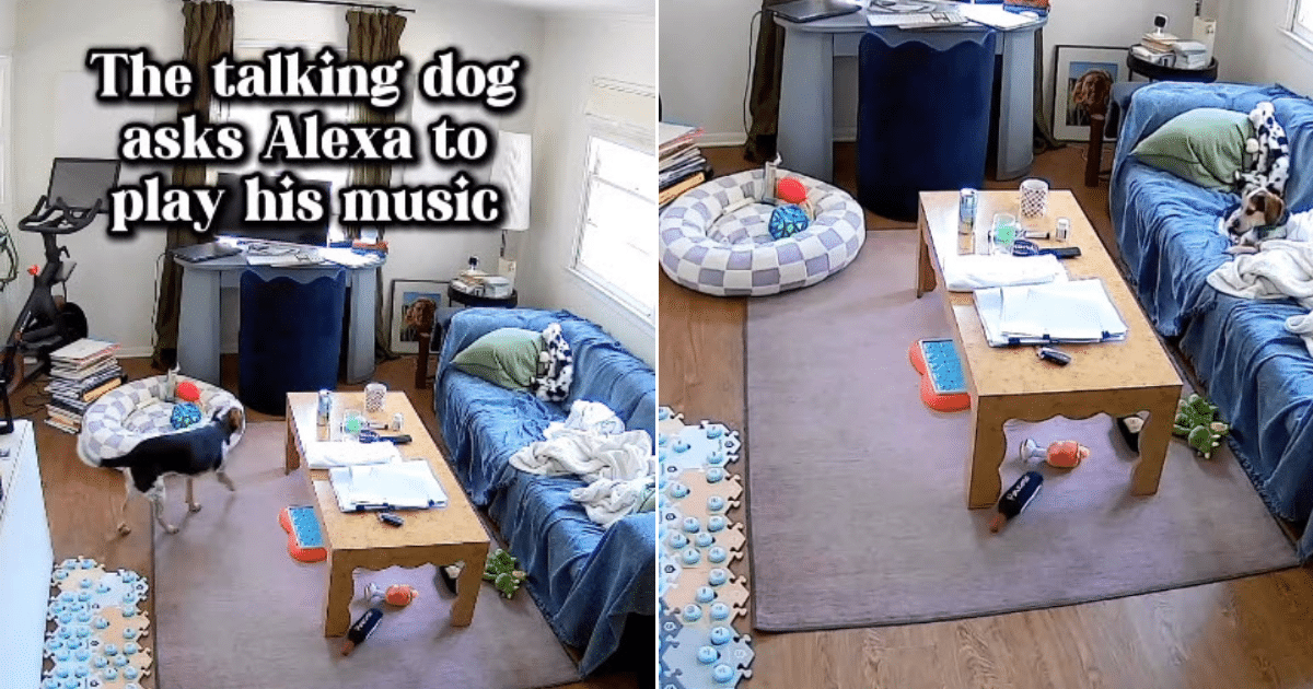 Dog Captured on Pet Cam Starting His Own Alexa Music Session