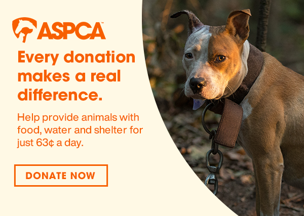 Every donation makes a real difference