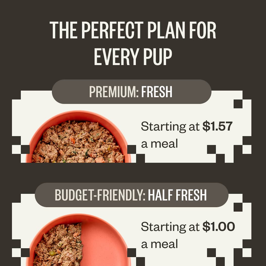 The Perfect Plan For Every Pup