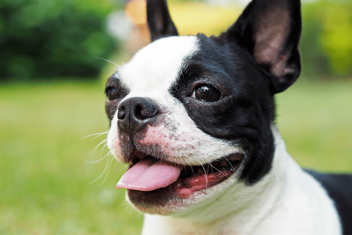 Top 11 Small But Mighty Dog Breeds That Have The Hearts Of Warriors