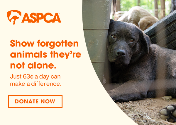 Show forgotten animals they're not alone. $0.63 a day can make a difference..