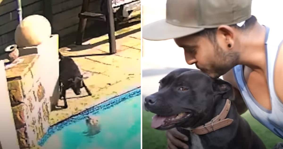 Hero Pit Bull Saves Her Tiny Brother from Drowning in Family Pool