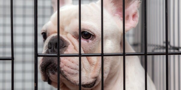 Two Dogs Left Locked in Cages in a Florida Backyard