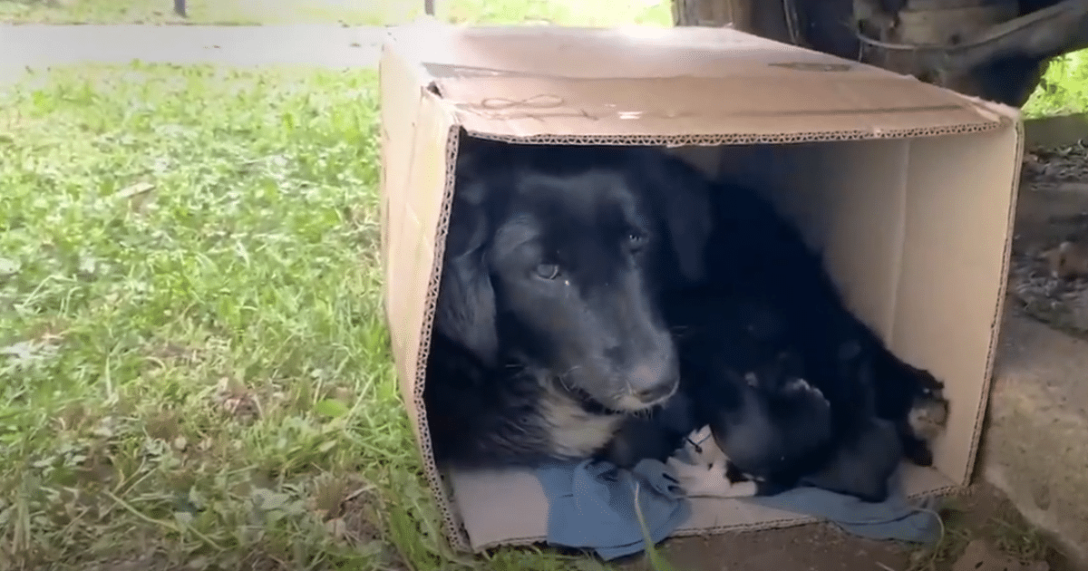 Stray Mama Dog Creates a Cozy Haven in a Cardboard Box to Keep Her Puppies Warm
