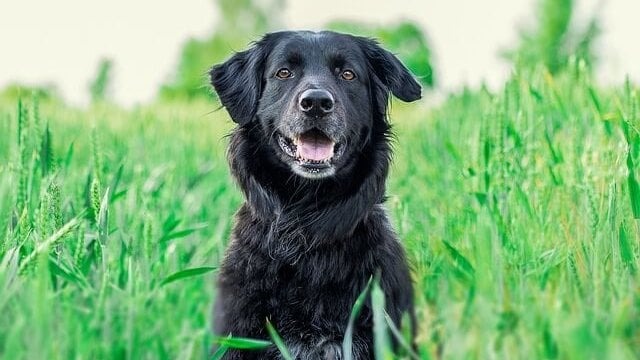 Is There A Safe, Natural Pain Reliever For Dogs?