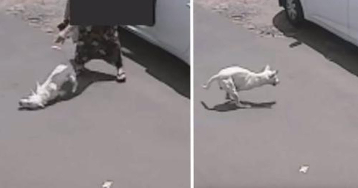 She Throws Disabled Dog Out Of Car Onto His Face, He Looks On As She Drives Off