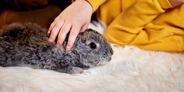 She Harmed Terrified, Helpless Animals for YouTube Views and Likes
