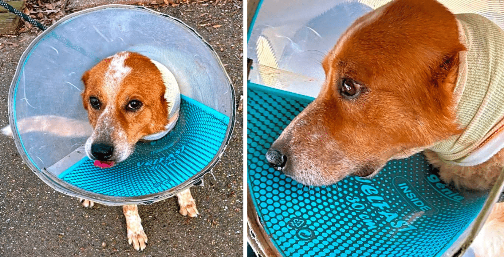 Help Give A VERY Deserving Pup His Second Chance