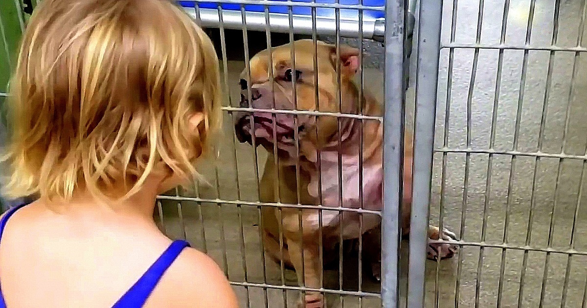 Little Girl Wanted The Dog Who Was 'Shaking & Hiding' At The Back Of The Shelter