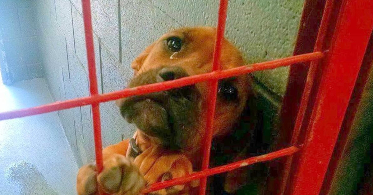 Dog Cried All Night As No One Picks Her, Shelter Posts Her Photo As A 'Last Resort'