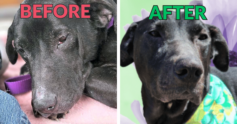 Sweet Senior Is Pain-Free & Well On his Way to Recovery