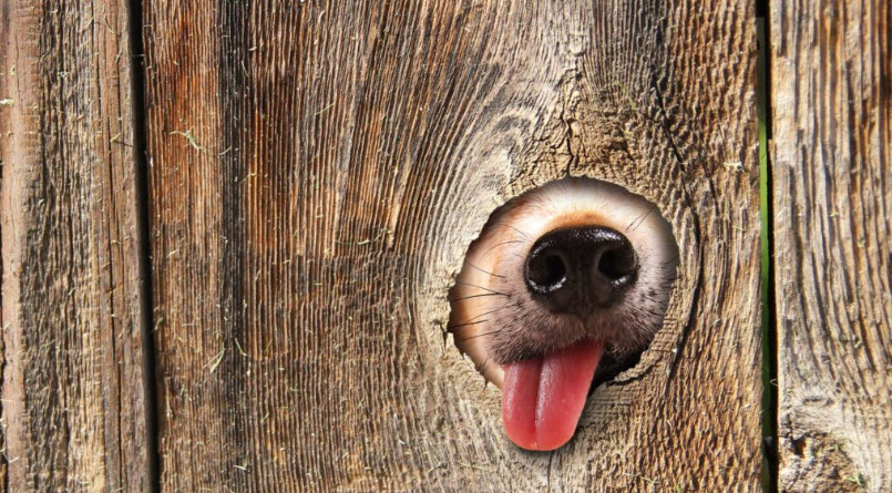 Best Invisible Dog Fences in 2025
