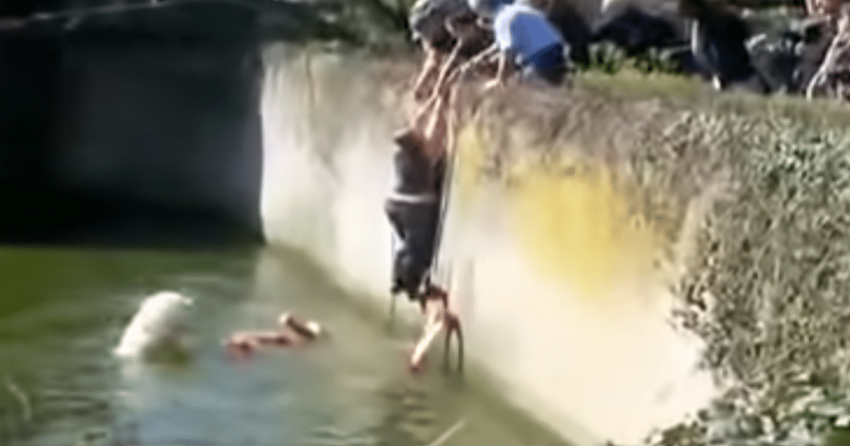 Polar Bear Attacks Woman Who Entered Enclosure in Reckless Stunt