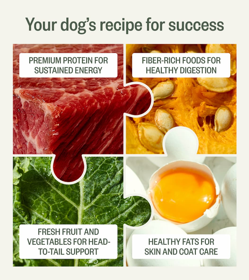 Your dog's recipe for success
